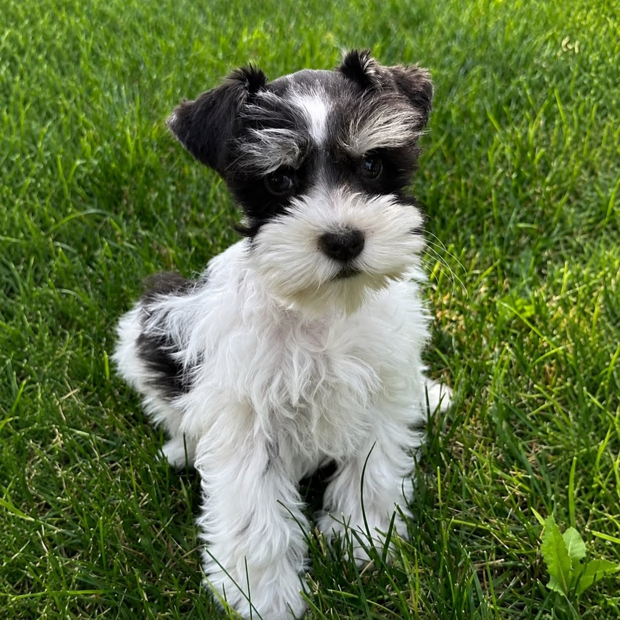 Ariel, a female Miniature Schnauzer puppy — liver and white parti — a dark chocolate cap and saddle over a white chest, legs and beard