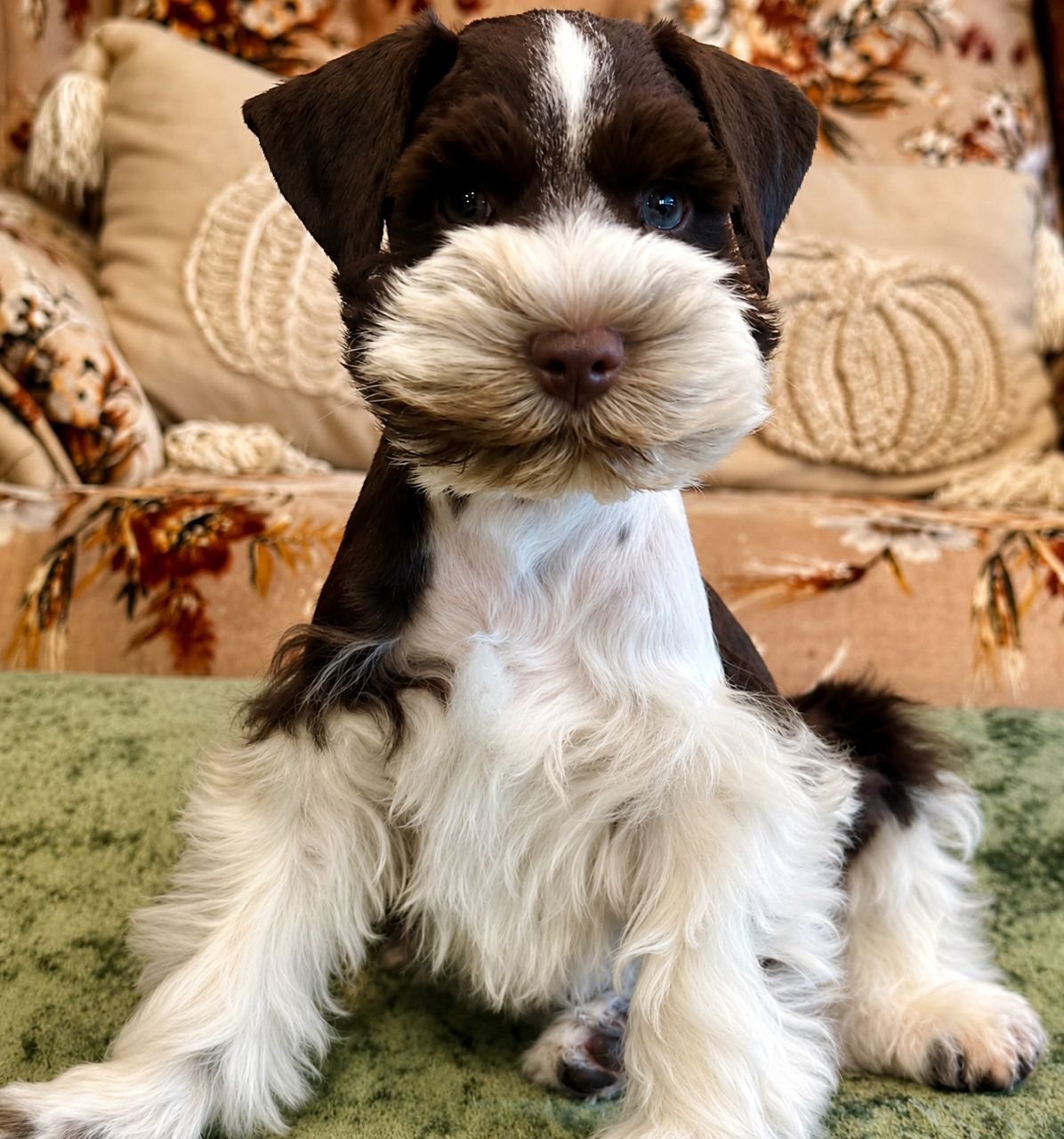Bruna, a male Miniature Schnauzer puppy — liver and white parti — a dark chocolate cap, ears and saddle split by a white blaze between the eyes, over a cream-white beard, chest and legs, with a brown nose
