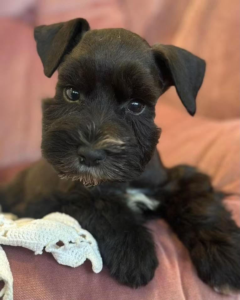 Daisy, a female Miniature Schnauzer puppy — solid black with a small white flash at the chest