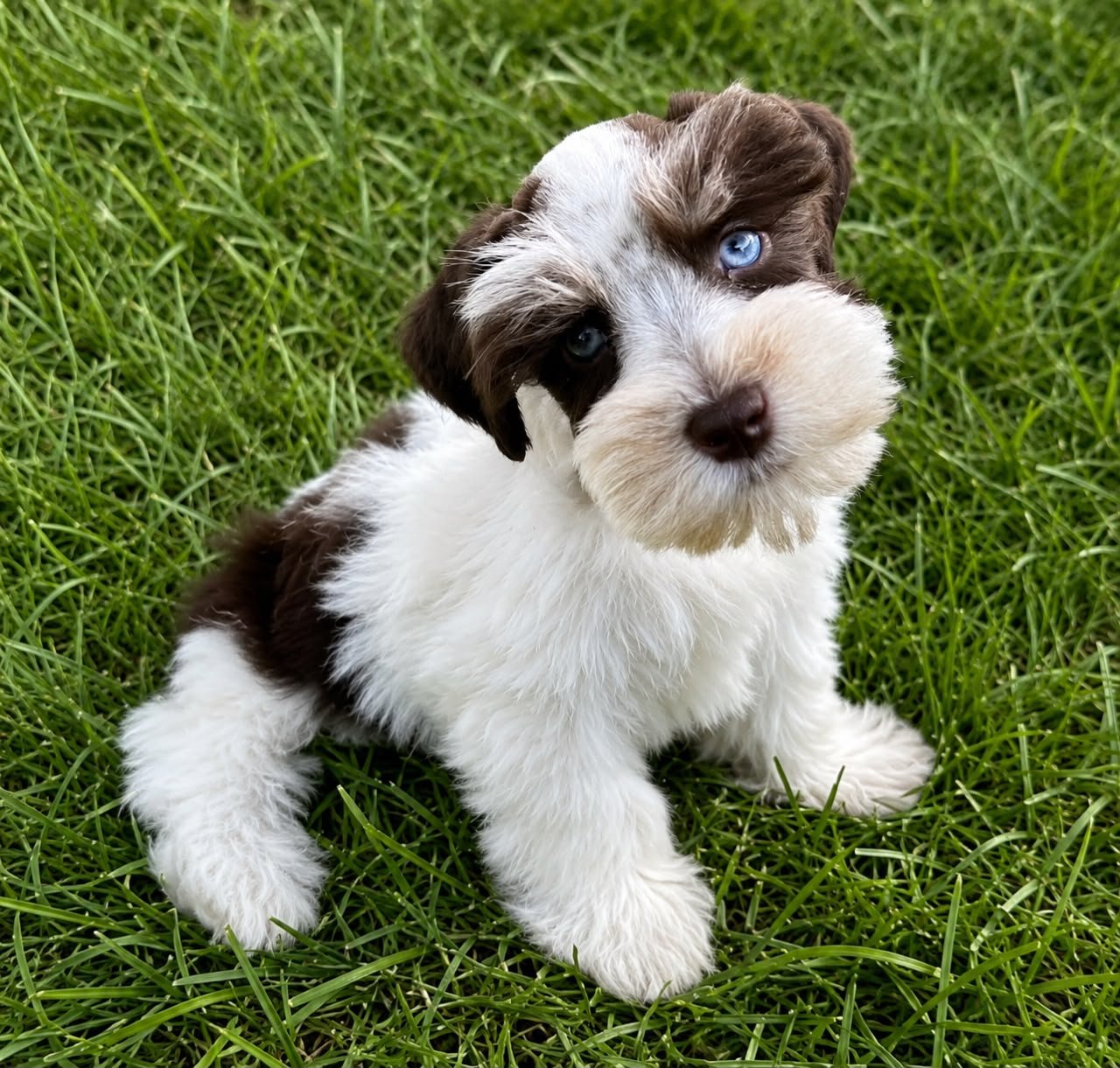 Fig, a male Miniature Schnauzer puppy — liver and white parti with blue eyes — chocolate over the ears and eyes, white blaze, chest and feet