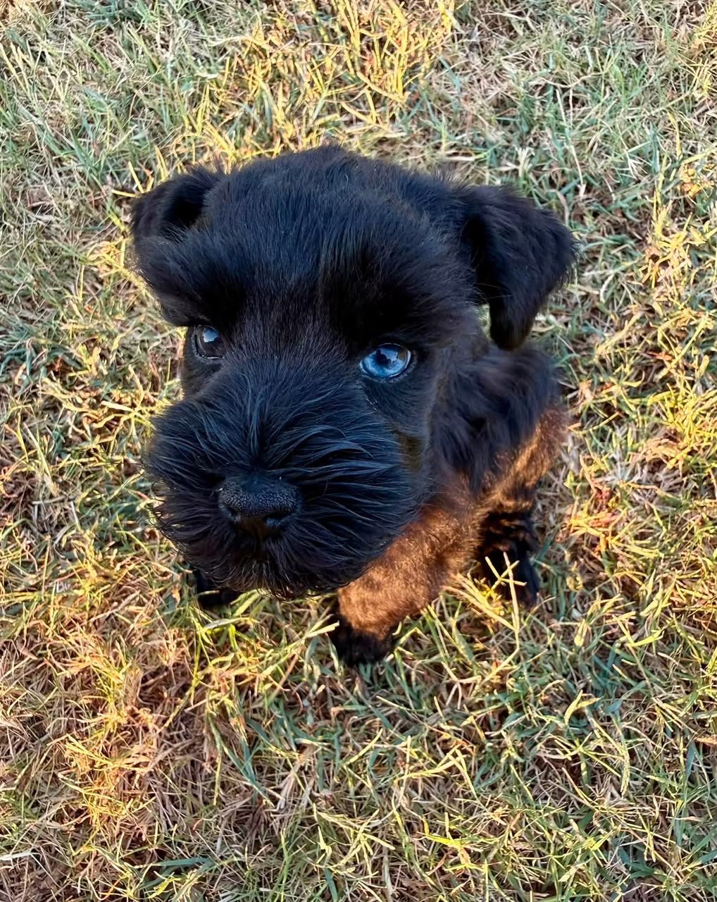 Jeff, a male Miniature Schnauzer puppy — solid black with pale blue eyes