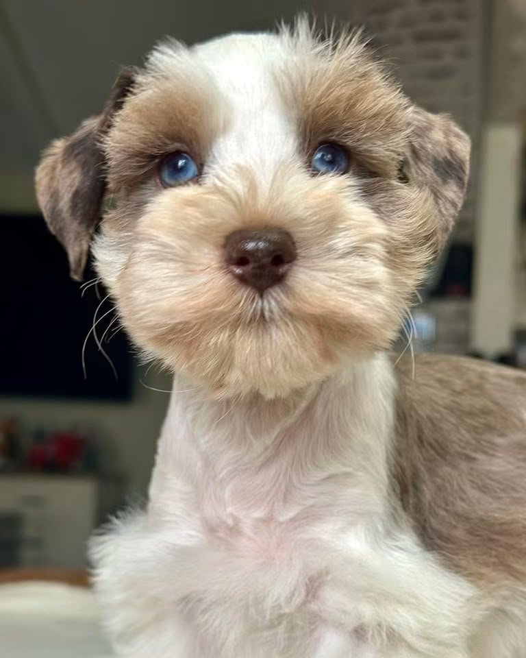 Kira, a female Miniature Schnauzer puppy — pale wheaten cream with light chocolate shading and blue eyes