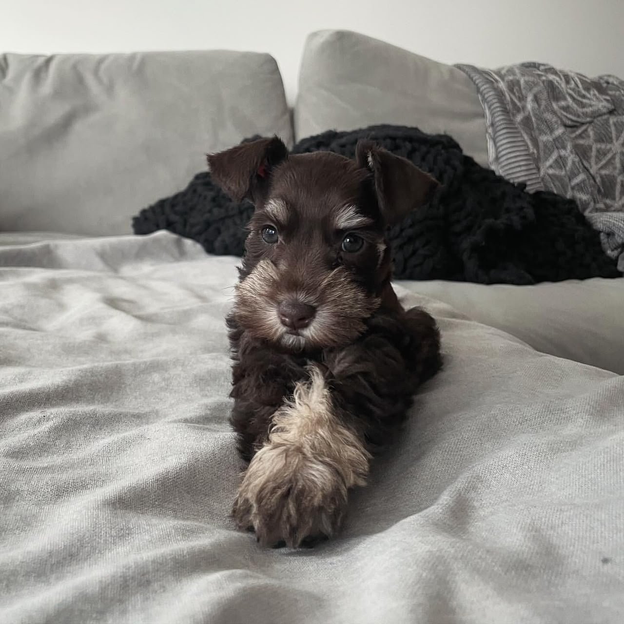 Leo, a male Miniature Schnauzer puppy — liver with lighter cream furnishings on the beard, legs and feet
