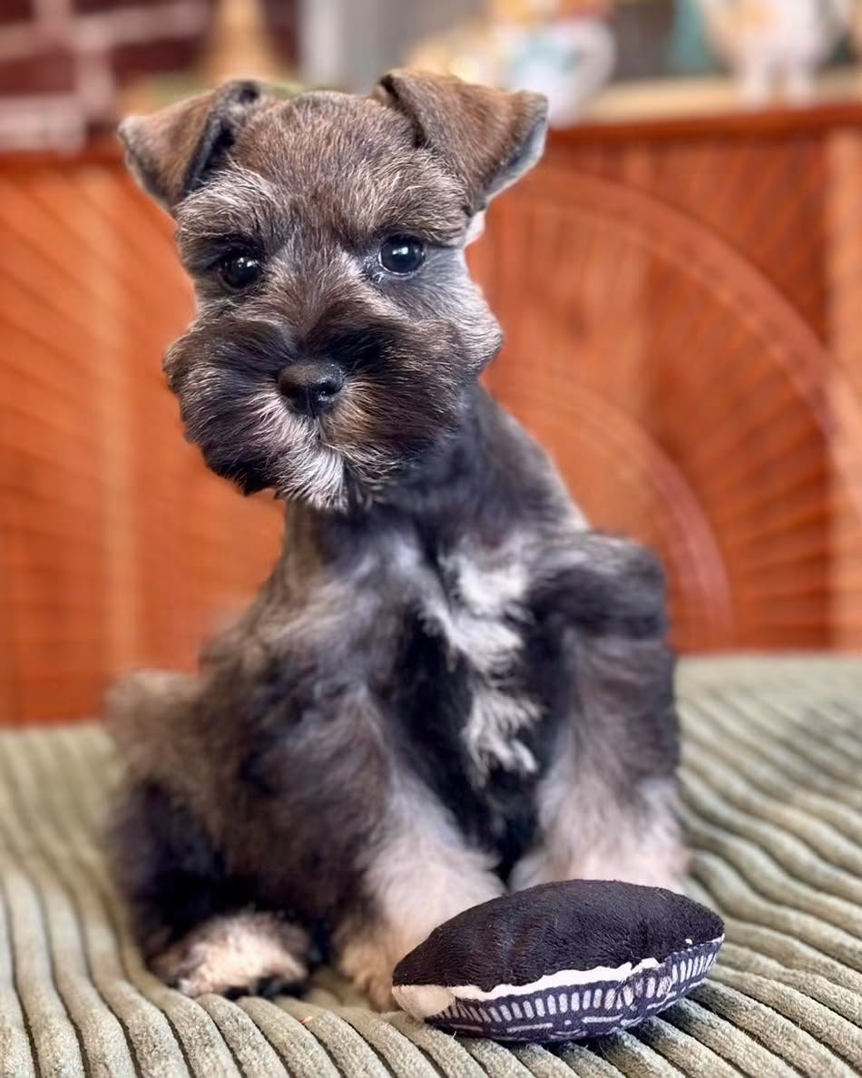 Milo, a male Miniature Schnauzer puppy — salt and pepper — charcoal saddle with silver eyebrows, beard and legs, and a white chest flash