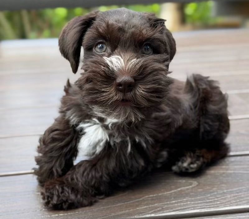 Mocha, a male Miniature Schnauzer puppy — solid dark chocolate with a white blaze up the muzzle and a white patch on the chest, with a brown nose