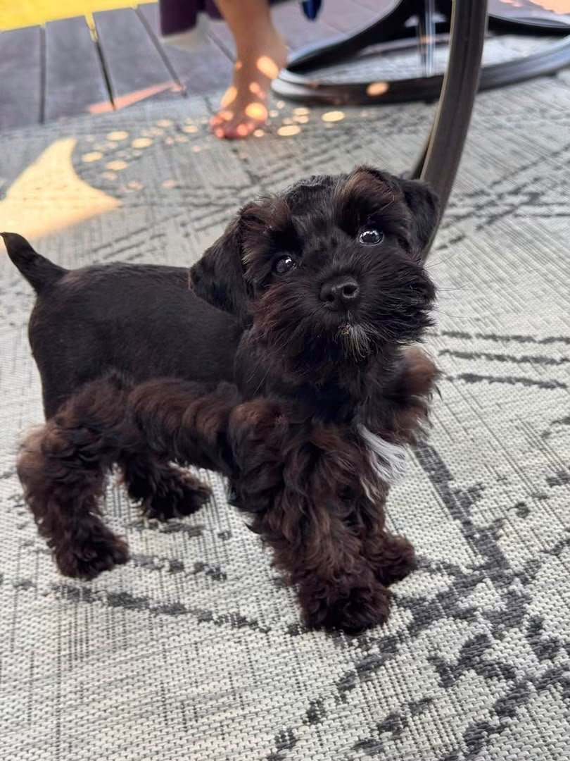 Oreo, a male Miniature Schnauzer puppy — solid black, densely curled through the legs and chest, with a narrow white mark under the chin