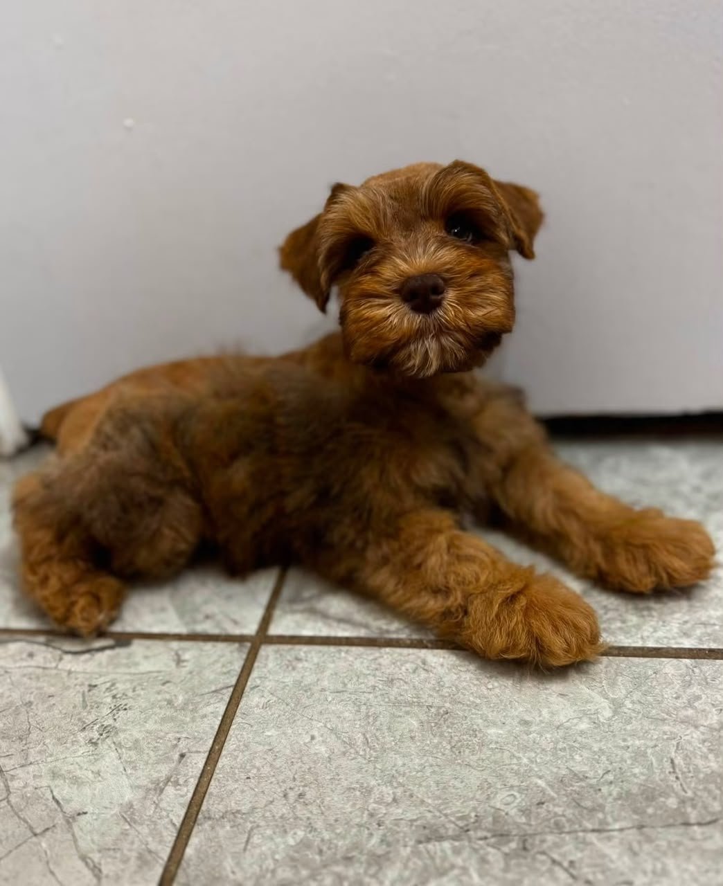Rex, a male Miniature Schnauzer puppy — warm red-apricot throughout, dense and curly