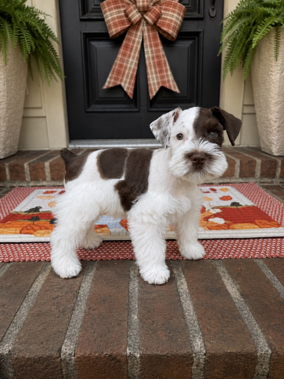 Rocky, a male Miniature Schnauzer puppy — liver and white parti — chocolate head and ears, wide white blaze, white body with chocolate patching