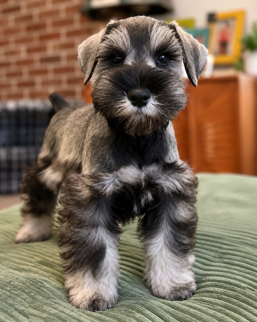 Tedy, a male Miniature Schnauzer puppy — salt and pepper with a banded coat and pale eyebrows, beard and legs
