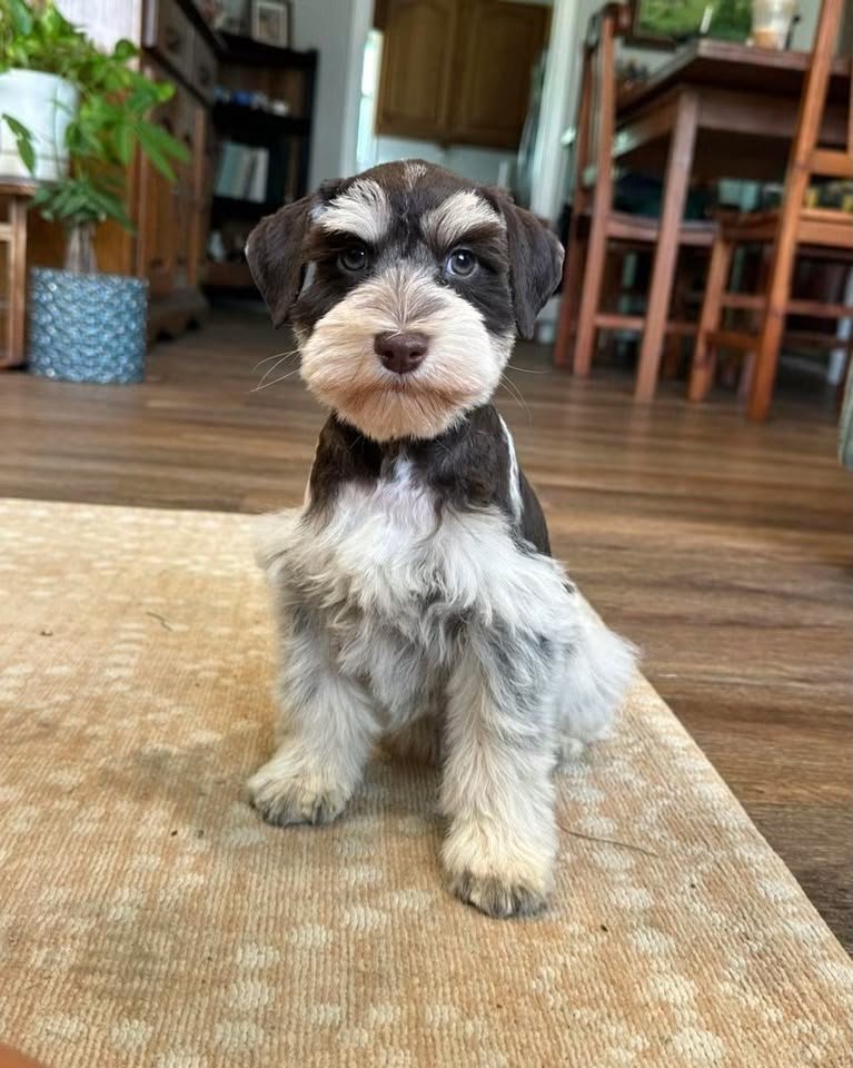 Toby, a male Miniature Schnauzer puppy — salt and pepper with a broad white chest and beard