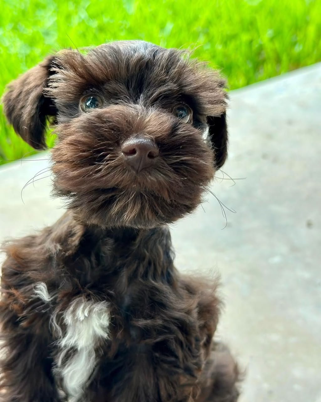 Zoey, a female Miniature Schnauzer puppy — solid liver, thick and wavy, with a small white chest mark