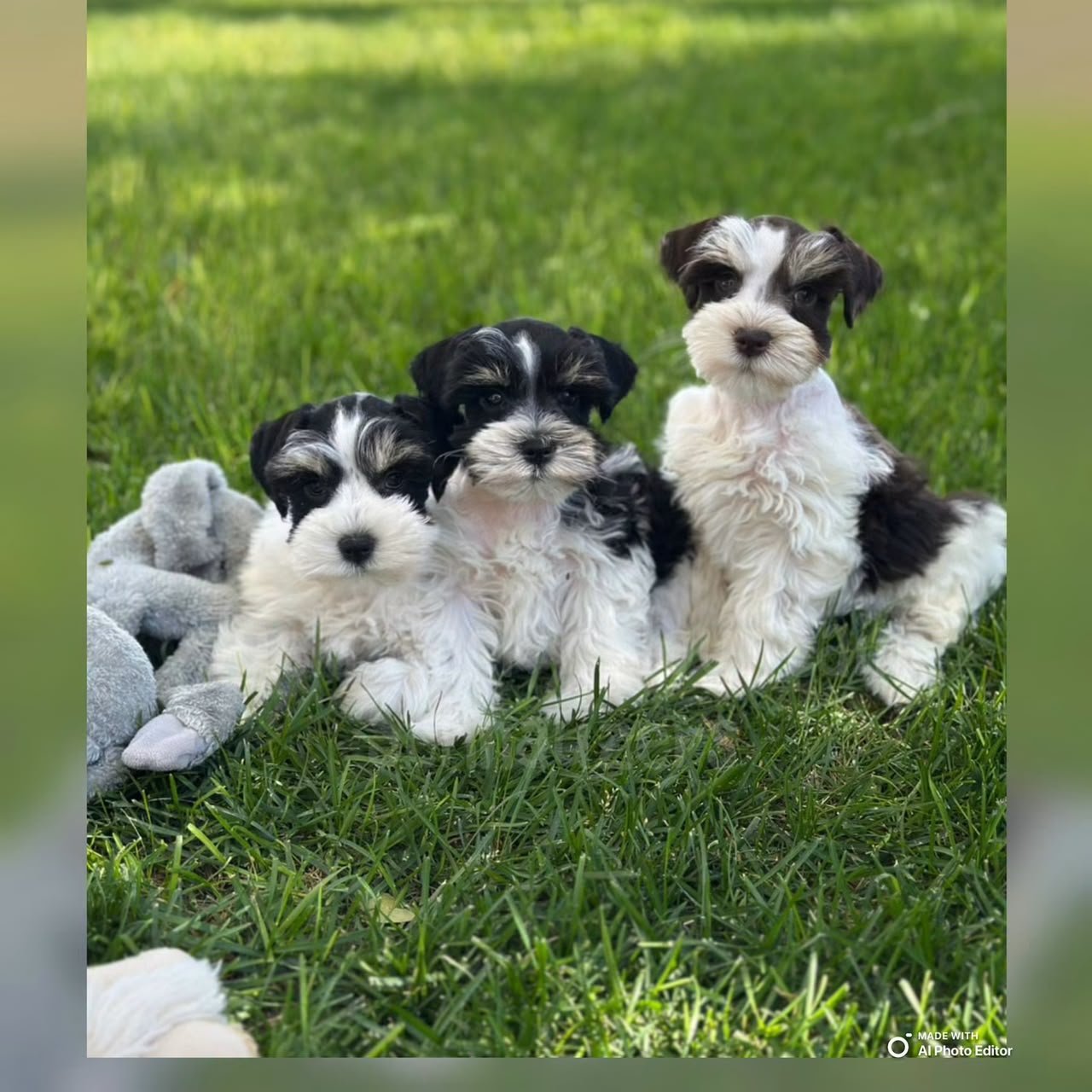 A litter of Miniature Schnauzer puppies together on the lawn