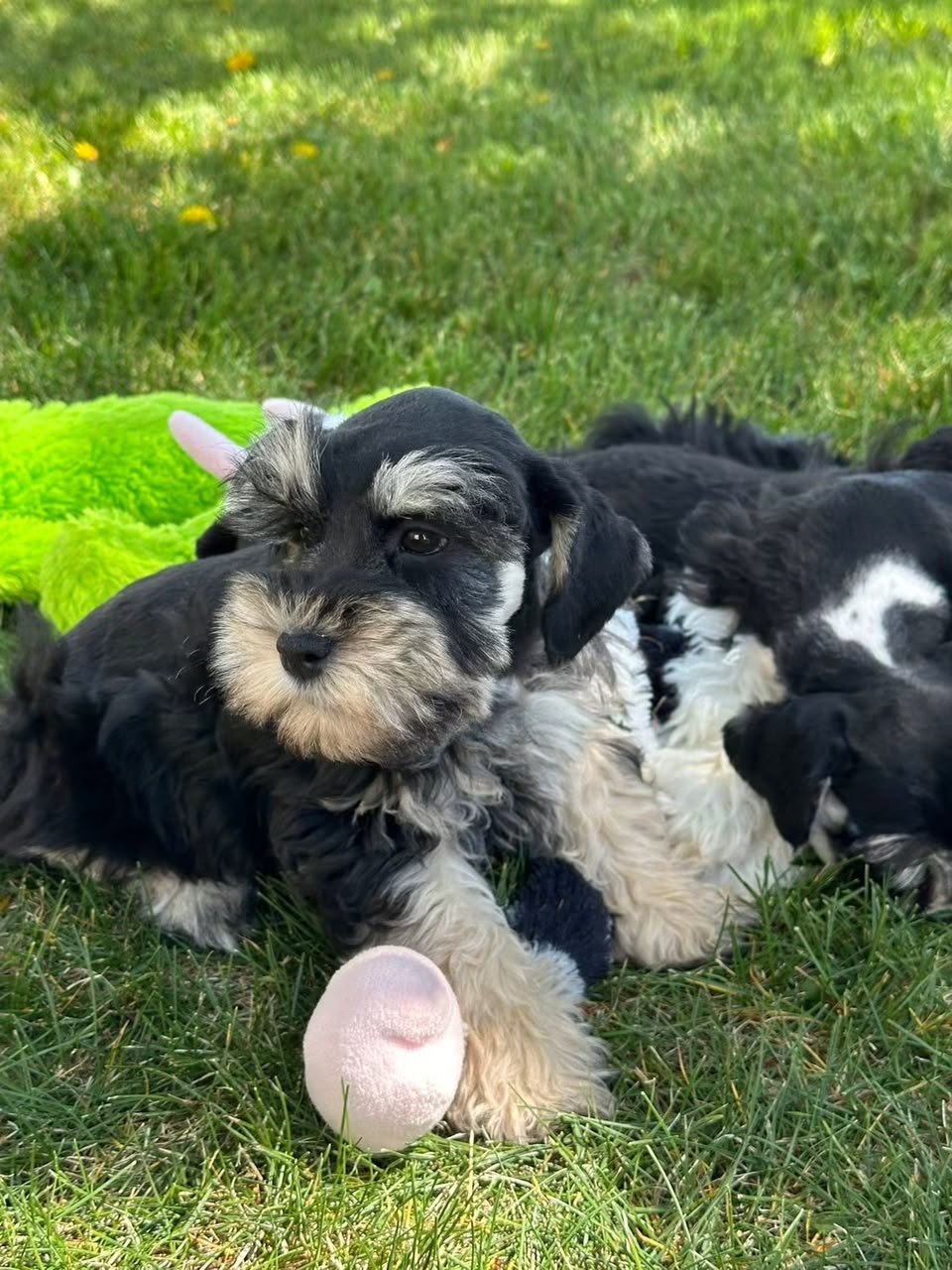 Three Miniature Schnauzer puppies sitting together in the grass