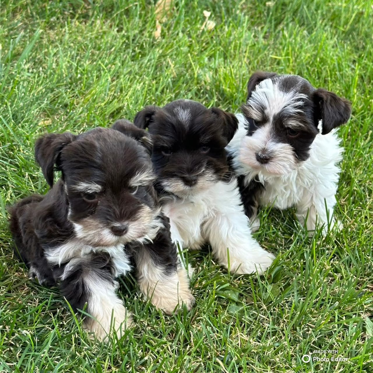 Three Miniature Schnauzer puppies side by side outdoors