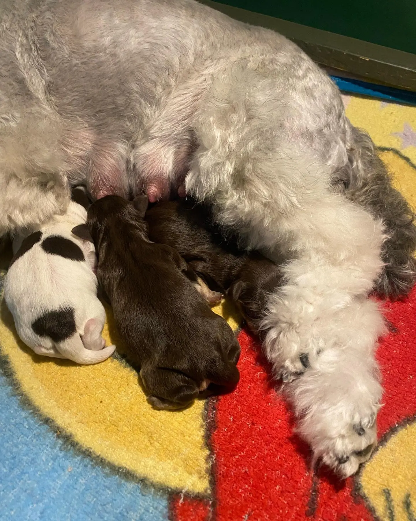 Miniature Schnauzer littermates at home
