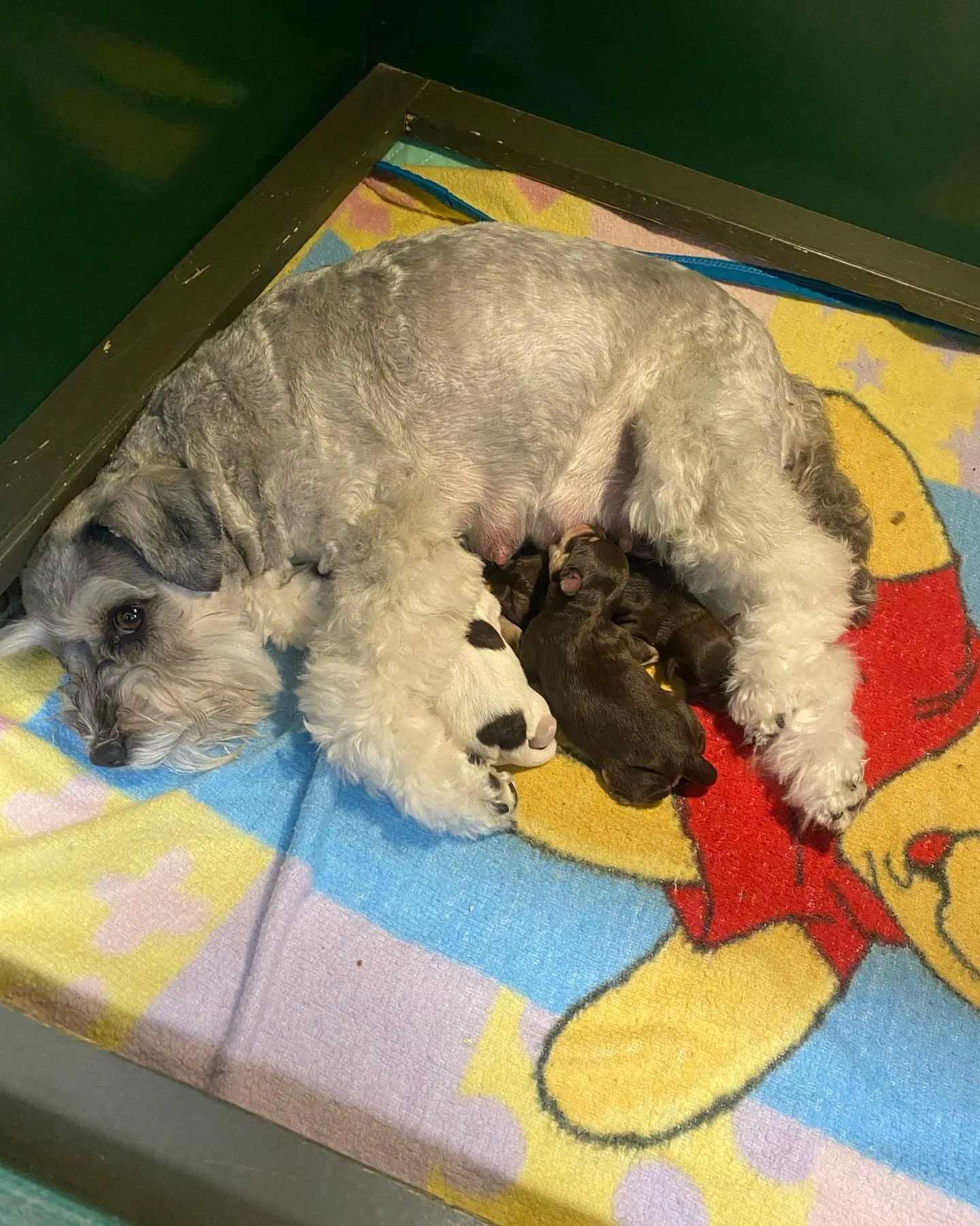Miniature Schnauzer littermates at home
