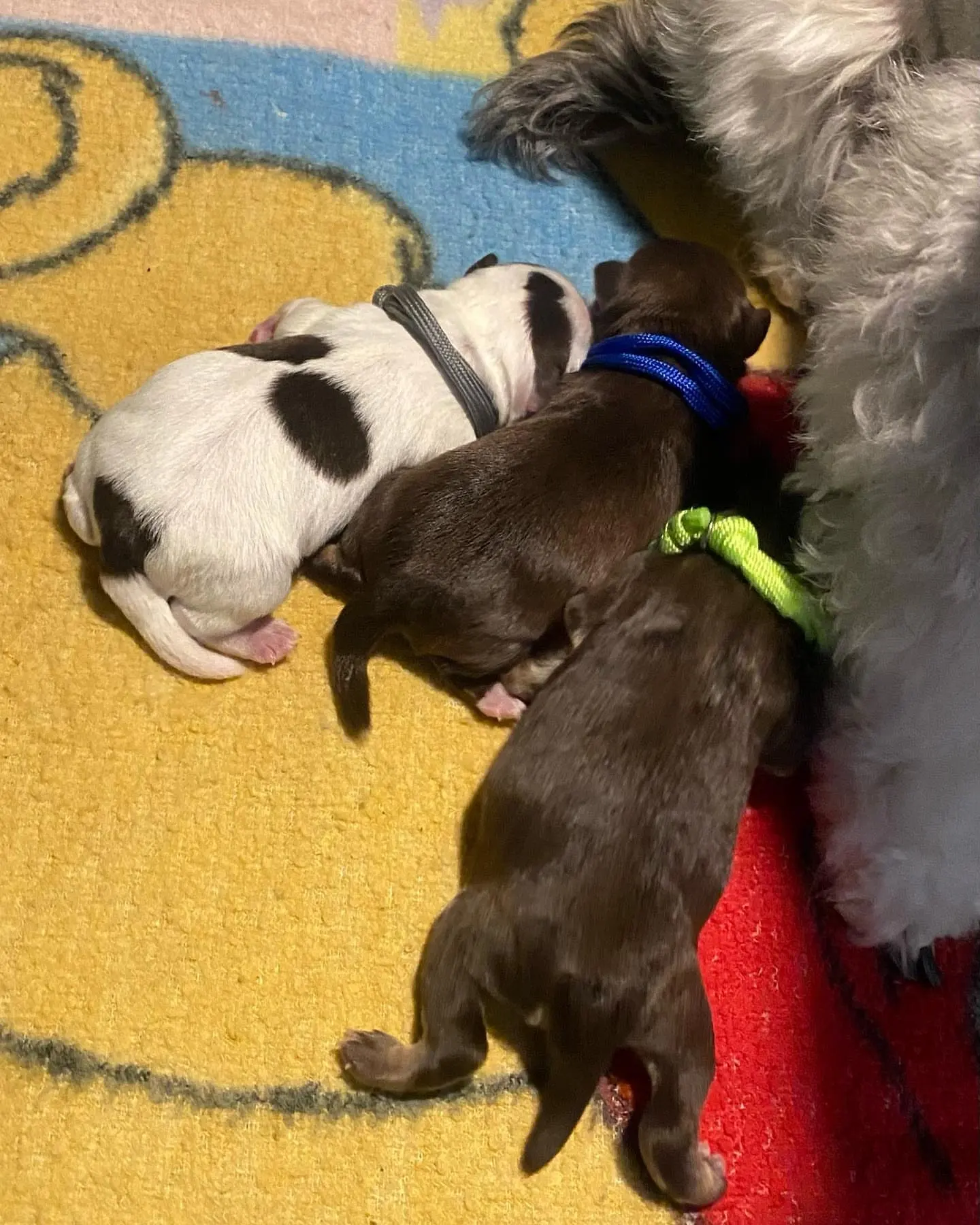 Miniature Schnauzer littermates photographed at home