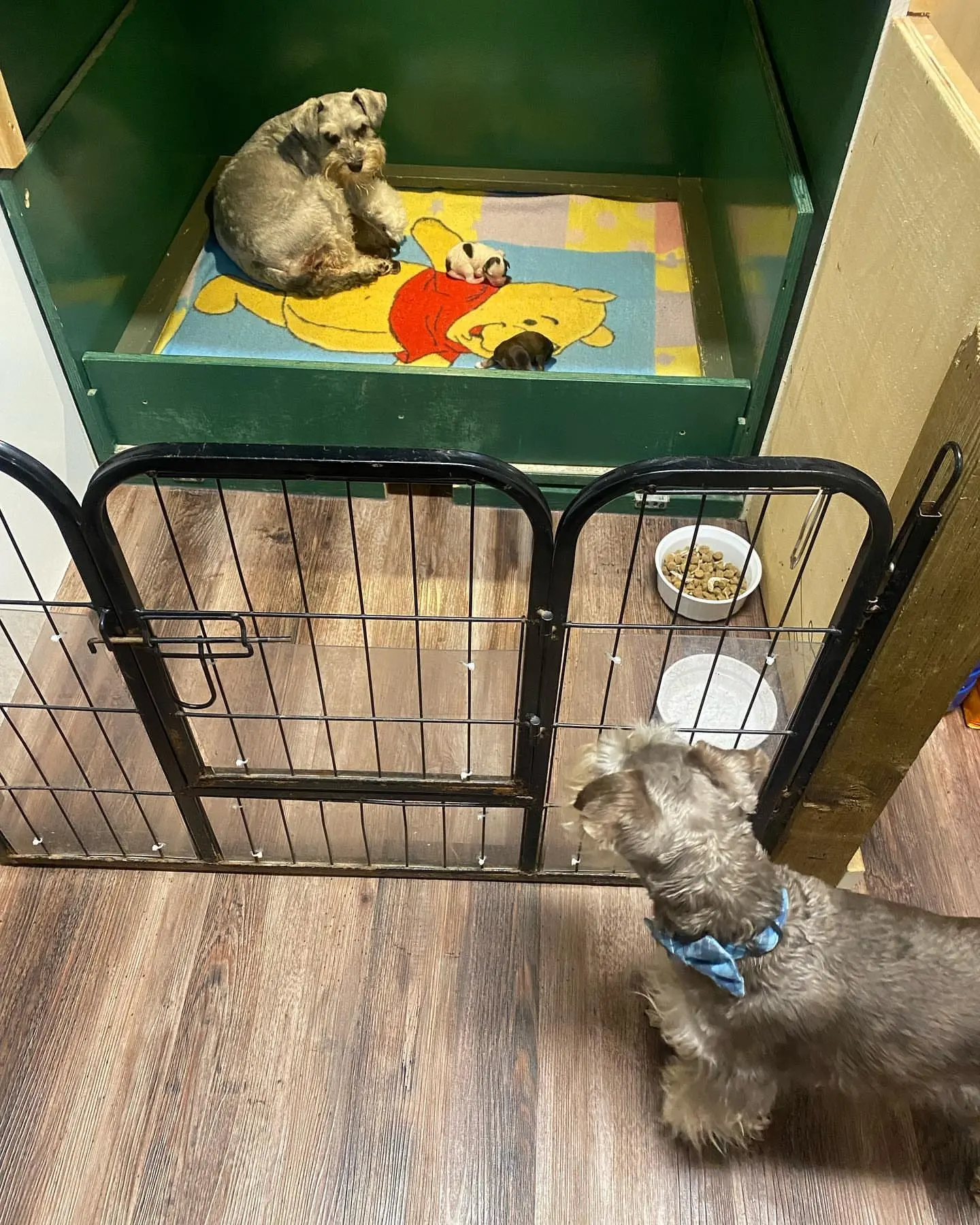 Two Miniature Schnauzer puppies in the family playpen at home