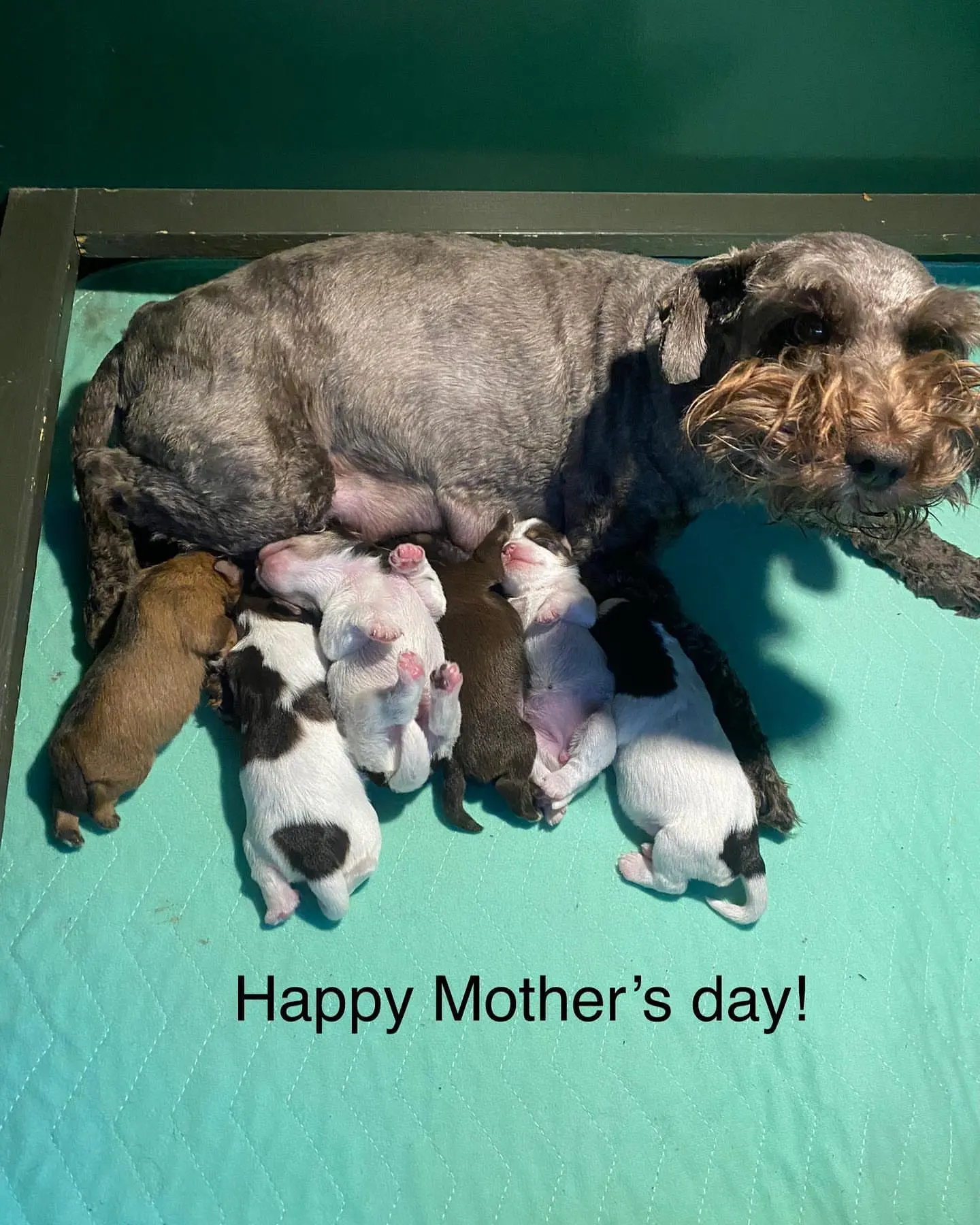 The dam resting with her litter