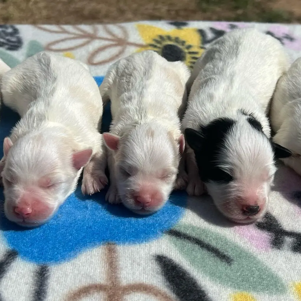 Miniature Schnauzer littermates at home
