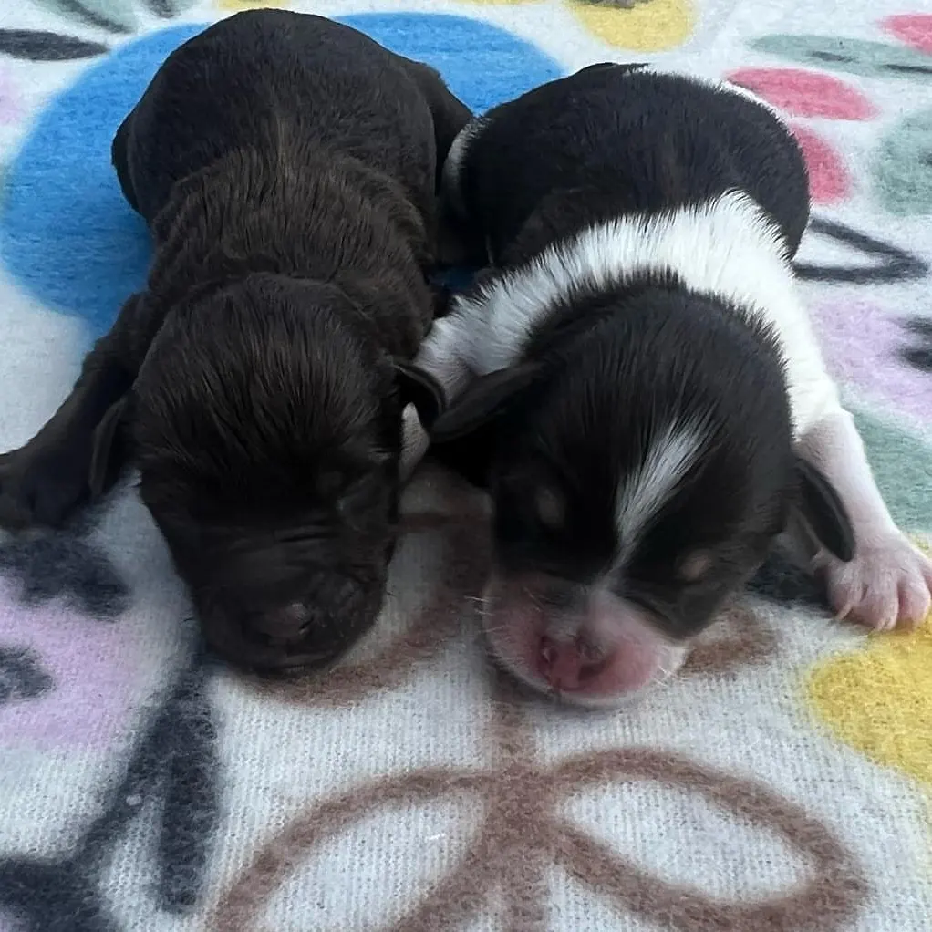 Miniature Schnauzer littermates at home