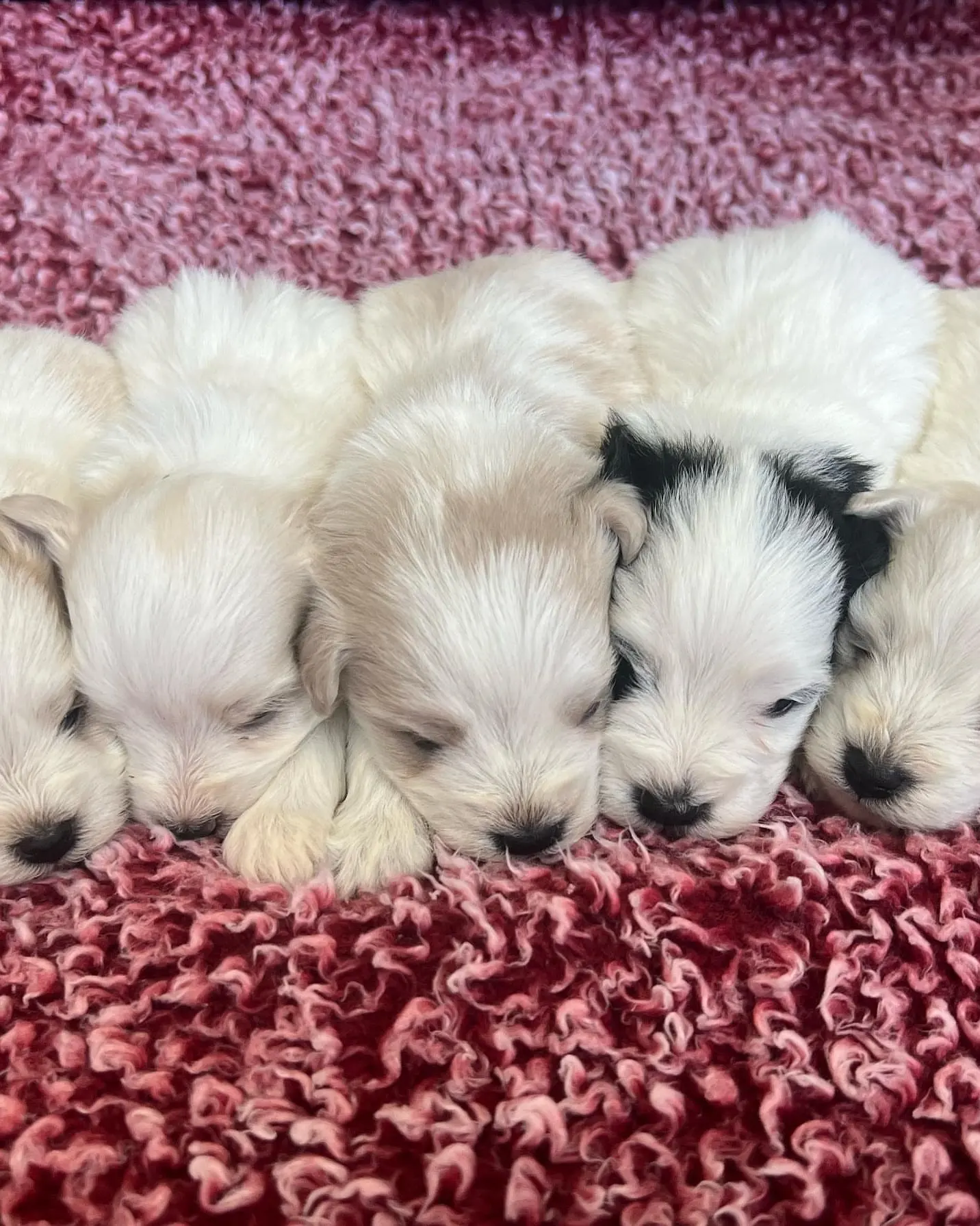 Miniature Schnauzer littermates photographed at home