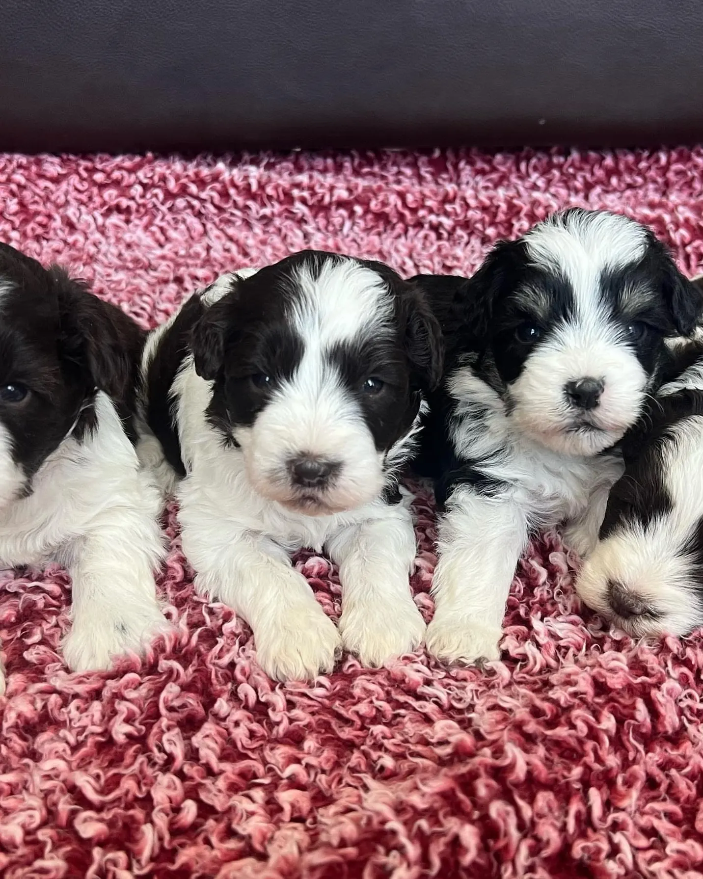 Miniature Schnauzer littermates at home