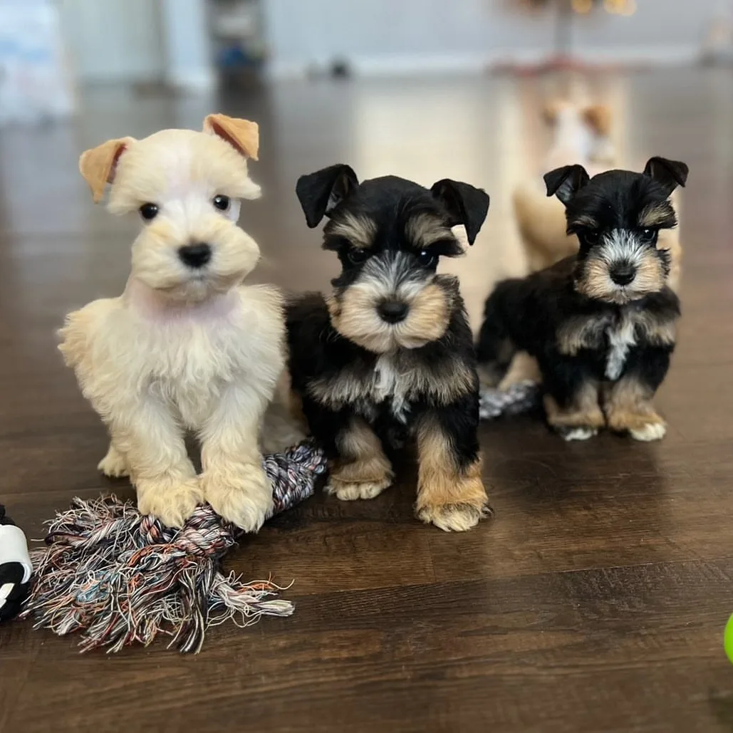 Miniature Schnauzer littermates photographed at home