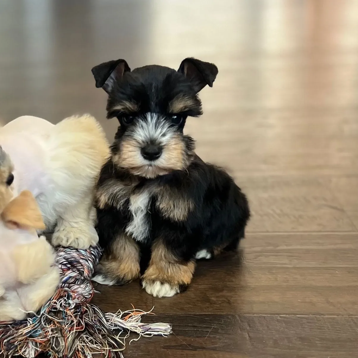Two Miniature Schnauzer puppies playing with a rope toy indoors