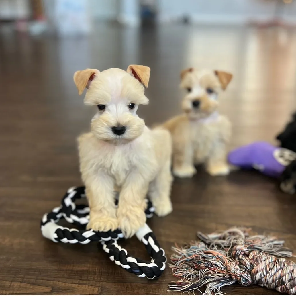 Miniature Schnauzer littermates photographed at home