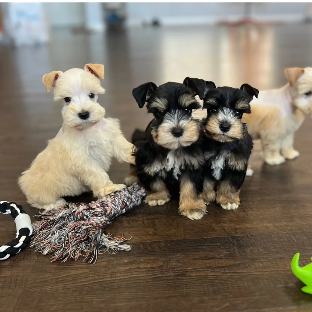 Four Miniature Schnauzer puppies playing together on a wooden floor